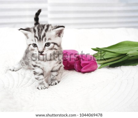 Cute kitten and flowers.