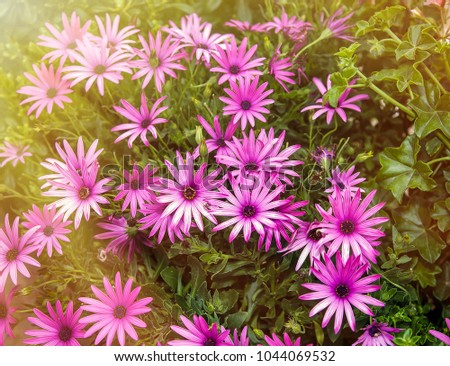 Daisies .A group of pink flowers in full bloom in the garden with sun flare. 