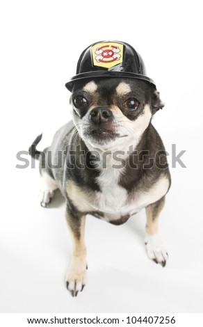 Cute Firefighter Chihuahau on white background