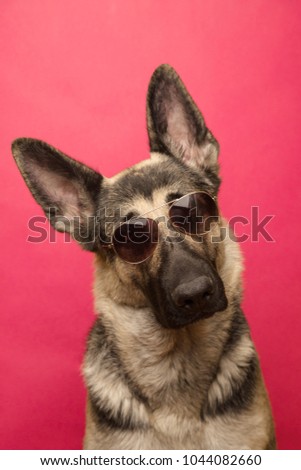 Funny dog Eastern European shepherd in sunglasses peeking above pink banner. isolated on pink background. concept of summer