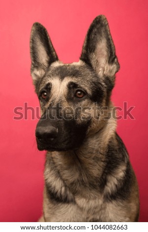 portrait of young Eastern European shepherd dog on pink background. dog with a smart look. concept pets