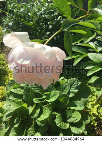 This hanging flower is a pink peony. It is hanging low, very close to the garden plants!