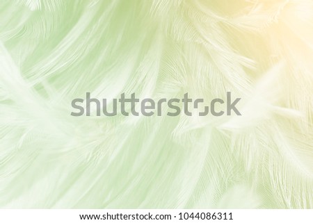 Beautiful light green colors tone feather texture background with orange light,trends color