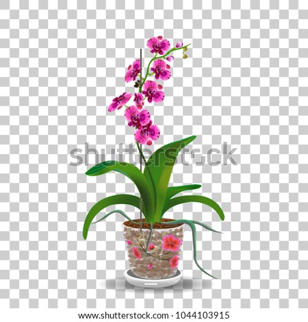 Phalaenopsis orchid in pot, pink, red flowers with orange and fioletette dots, green stem and leaves on white background, digital draw tropical plant, realistic vector botanical illustration for desig