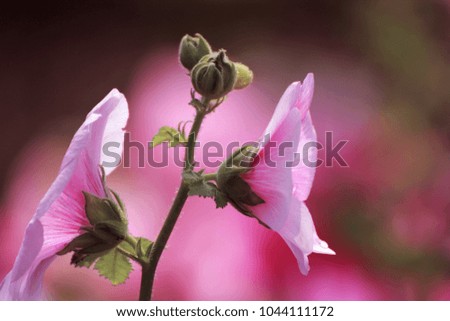 Pink flowers in the park, hollyhock, nature background with pastel concept