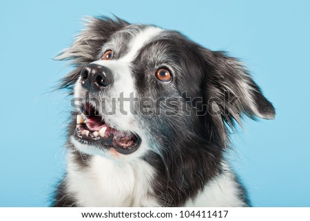 One old border collie dog isolated on light blue background. Studio shot.