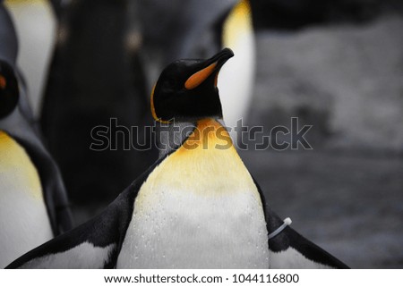 Portrait of the emperor penguin