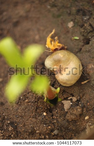 power on of nature vertical  aerial macro shot - beautiful tiny cashew seedling  grows on dark soil, with a grown cashew nut down by it, with natural day in a sunny dry season day in Africa 