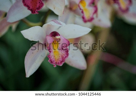 Macro pictures of Lady's shoes, Thai Orchid