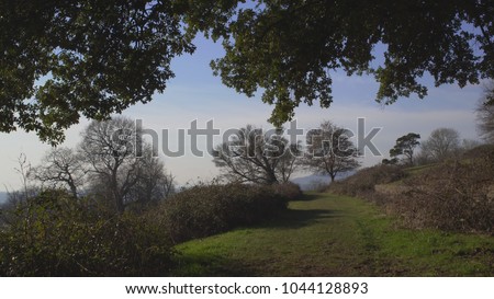 English Countryside near London. Early spring beech wood. Copy space background. Nice view of the horizon through the bush and a brick wall. Swaying foliage.