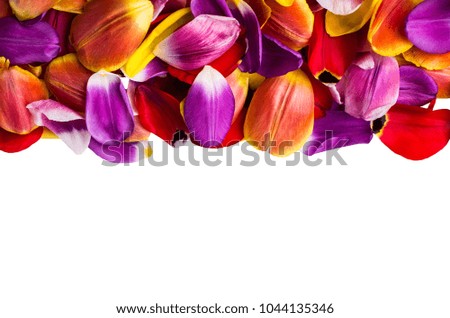 Background from multicolored petals of Tulip on a white background. Selective focus.