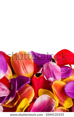 Background from multicolored petals of Tulip on a white background. Selective focus.