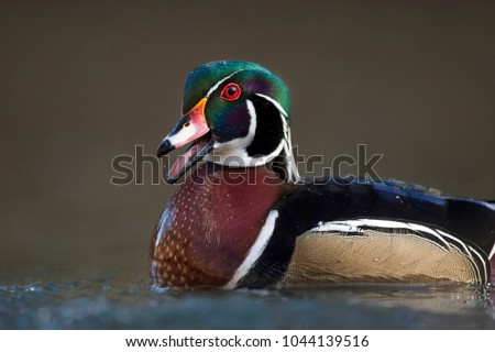 A male Wood Duck shows off its vibrant colors while calling out in a close up portrait in soft sun.