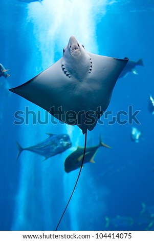 Manta ray floating underwater among other fish