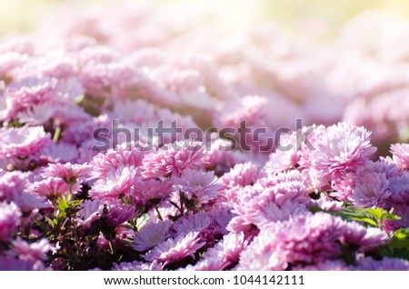 Pink chrysanthemum. Beautiful autumn flower in a garden decor. Floral background for your design.