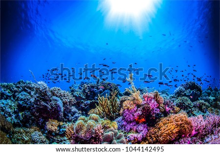 Underwater coral reef ocean background