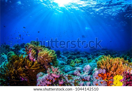 Ocean coral reef underwater. Sea world under water background Royalty-Free Stock Photo #1044142510