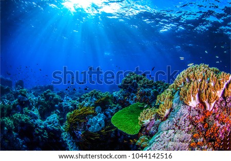 Coral reef in underwater world