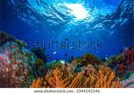 Coral reef underwater fantasy panorama