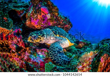 Underwater sea turtle. Coral reef in ocean world