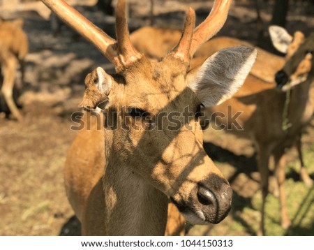 Closeup deer in nature