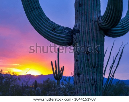 cactus field in the beautiful sunrise sky