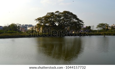 A serene picture of tree and its reflection in the pond water.