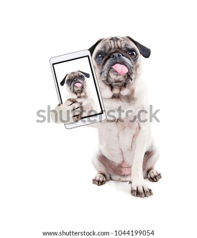 cute pug with her tongue hanging out studio shot isolated on a white background taking a selfie