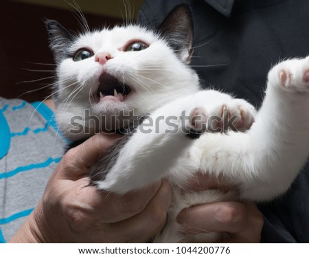Frightened and angry cat in the hands of the mistress, who is trying to calm him Royalty-Free Stock Photo #1044200776