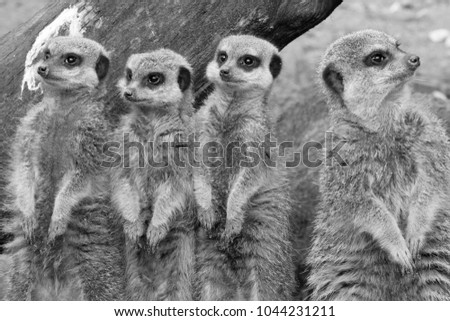 Meerkat portrait family