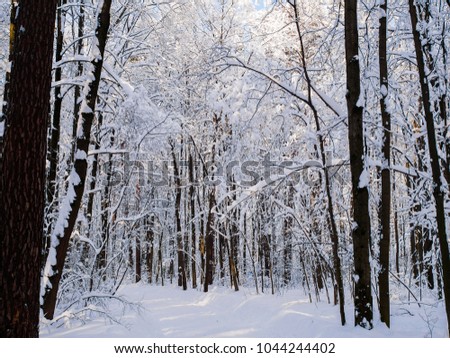 Picture of snowy trees in woods