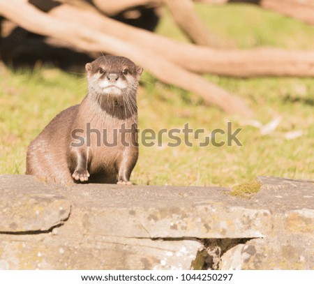 Otter looking over the wall
