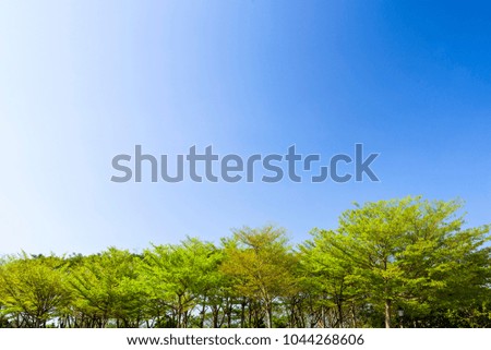 Green trees with blue sky
