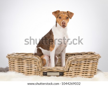 Brazilian terrier puppy sitting in a wooden box. Image taken in a studio.