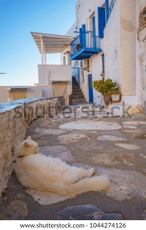 Scenic view with street cats in the narrow paved streets of Ermoupolis against a deep blue sky. Syros island, Cyclades, Greece, Europe.