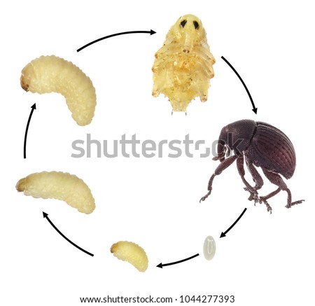 Seed-feeding true weevil beetle (Melanterius compactus). Development stages isolated on a white background