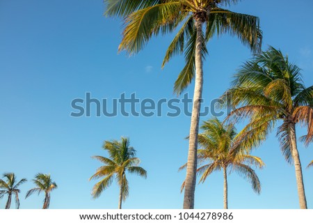 View of palm trees against blue sky