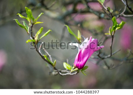 Magnolia flower on tree branch on blurred background. Blossoming flower with violet petals and green leaves, spring. Bloom, blossom, flowering. Spring season concept. Nature, beauty, environment.