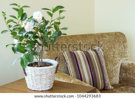 Houseplant in the interior. Royalty-Free Stock Photo #1044293683