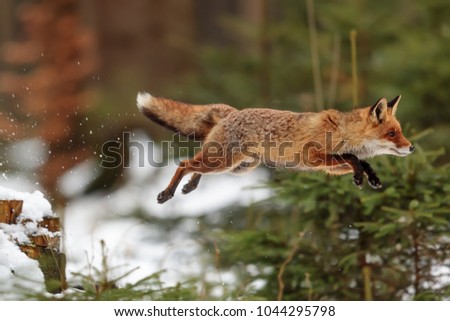 red fox with high jump above snowy small trees