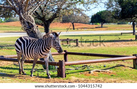 Zebra walking at the zoo background
