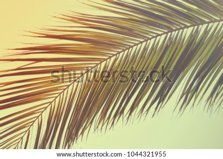 Blur beautiful nature green palm leaf on tropical beach with bokeh sun light wave abstract background. 