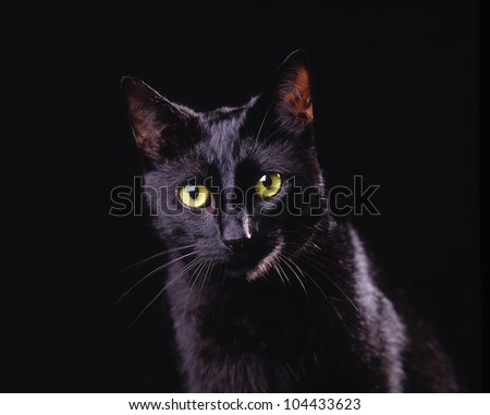 Black cat with bright yellow eyes