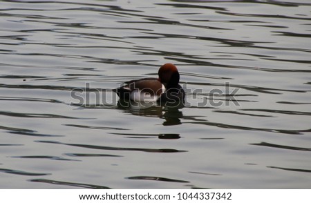 Ducks, lake, nautre