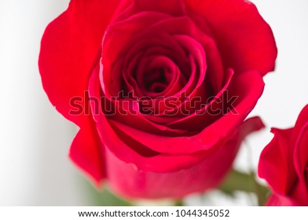Red rose closeup with white background 