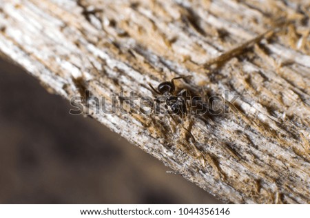working ants from near distances