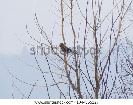 Photo of Eurasian jay sitting on the leafless tree