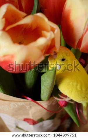 yellow parrot sits on a bouquet of tulips