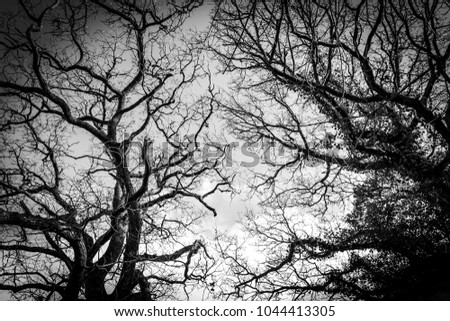Black and white image of tree canopy in an English woodland in winter.  Beautiful dark branches with a pale grey sky.