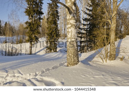 Sunny spring landscape. forest March snow